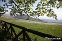VBS_2563 - Fioritura Narcisi Castelnuovo Nigra 2022 e campi di papaveri rossi